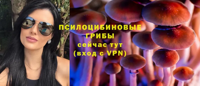 даркнет как зайти  Батайск  Галлюциногенные грибы Psilocybine cubensis 